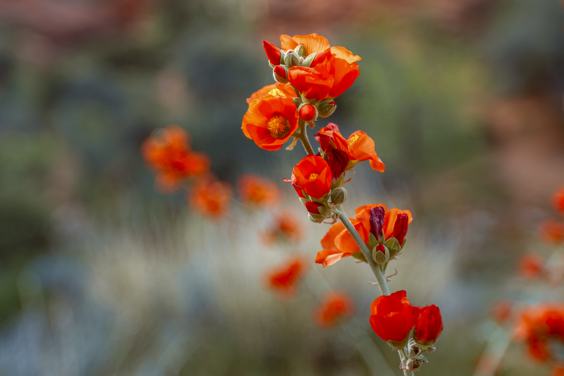 Close-up of Apricot Globe-Mallow wildflowers blooming in vivid orange, found near Zion National Park along spring hiking trails.